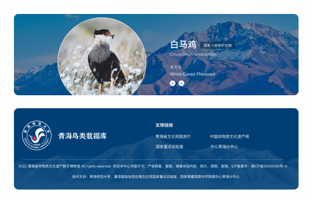 高端網站設計